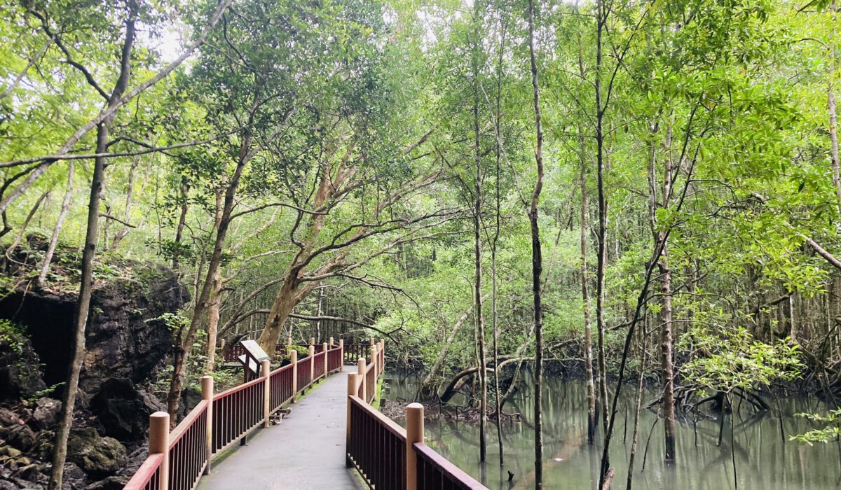 die Magroven auf Langkawi