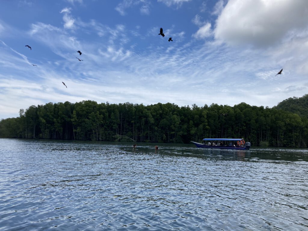 Adler auf der Jagd nach Futter