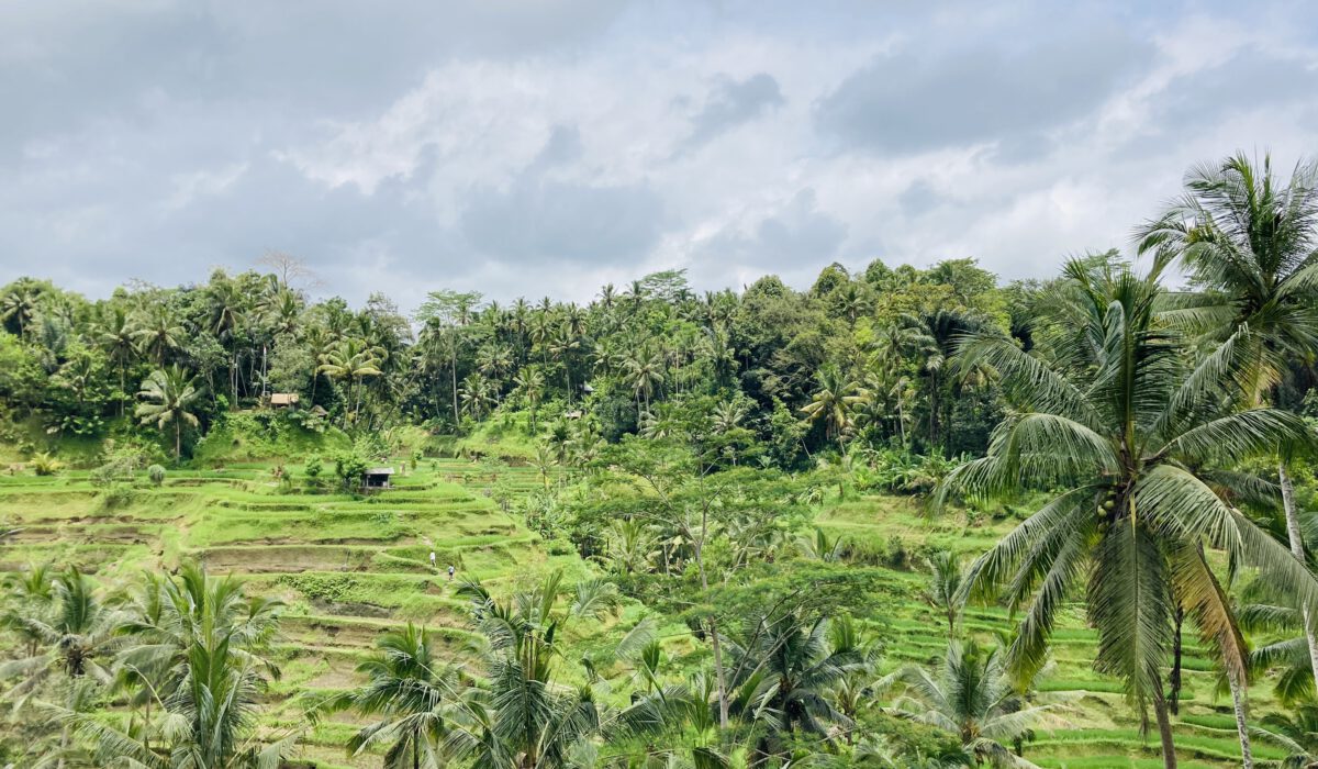 Tegallalang Terassen auf Bali