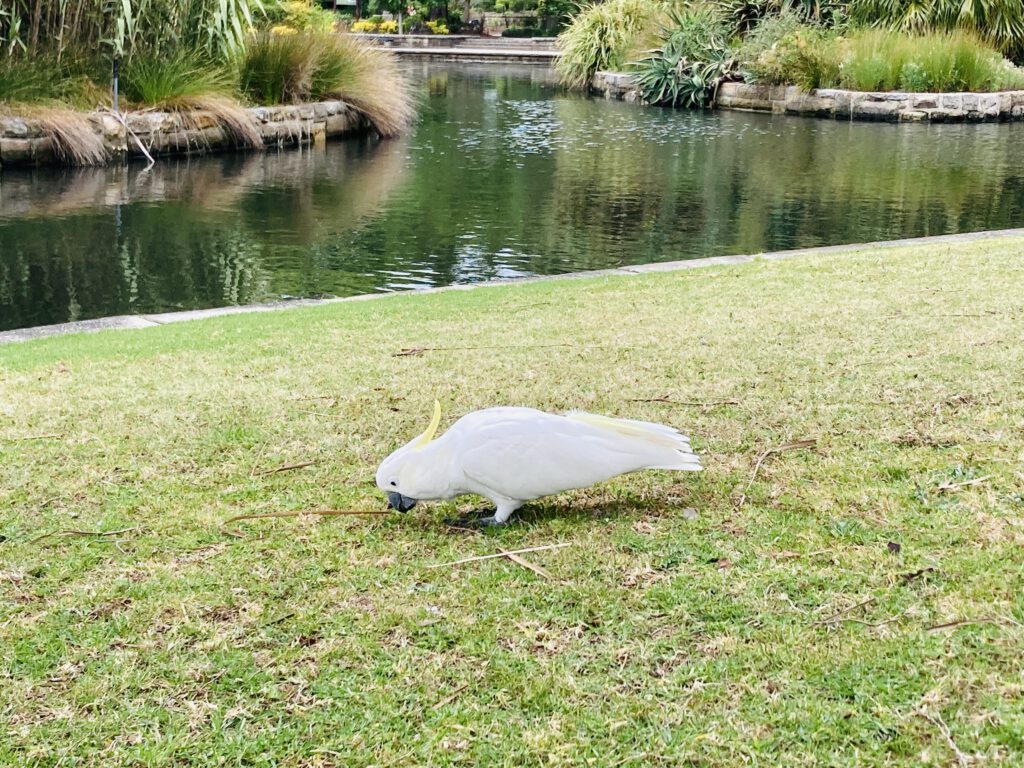 Kakadu