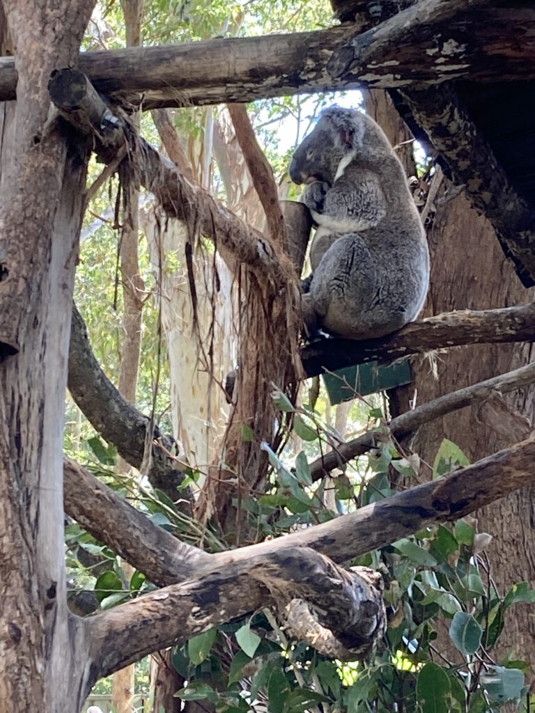 Koala