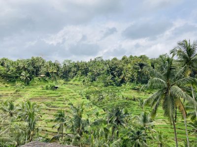 Tegallalang Terassen auf Bali